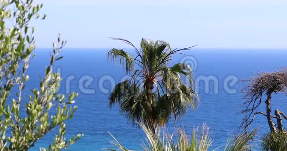 美丽的棕榈树映衬着蓝天视频的预览图