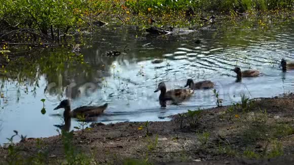 鸭子在水里游泳视频的预览图