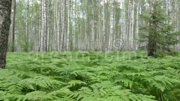 桦树林四架飞机的空中摄影在蕨类植物上方的树木之间飞翔视频的预览图