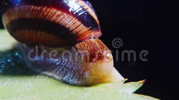 螺旋波马提亚俗称罗马蜗牛勃艮第螺食用蜗牛或蜗牛慢慢地爬在树叶上特写镜头视频的预览图