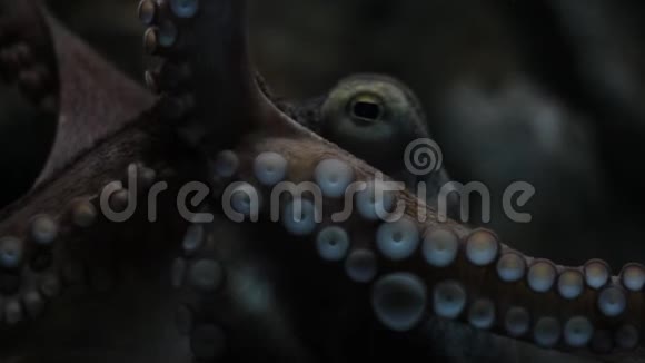 大章鱼盯着摄影师视频的预览图