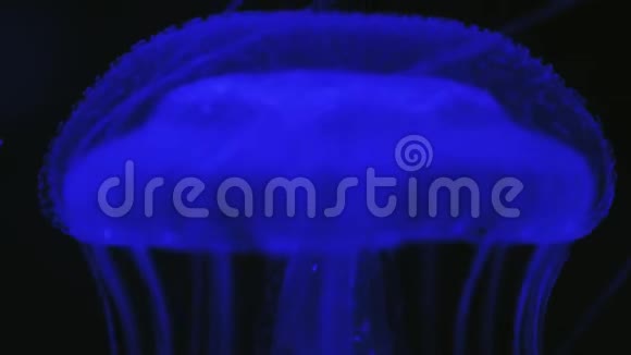 马来西亚沙球或水母的慢动作细节拍摄视频的预览图