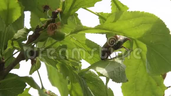 公鸡甲虫吃树叶视频的预览图