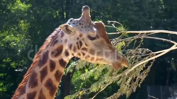 罗斯柴尔德长颈鹿吃树枝上的叶子动物园里的动物喂养非洲濒危动物物种视频的预览图