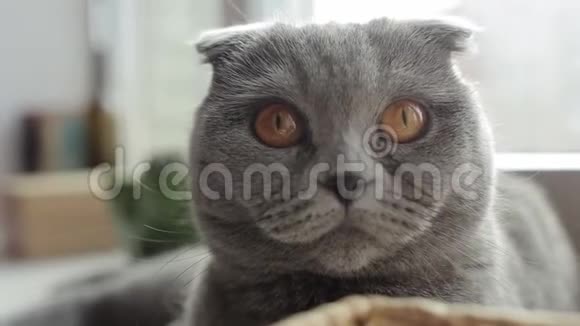 靠近美丽的苏格兰折叠猫用滑稽的脸看着镜头视频的预览图