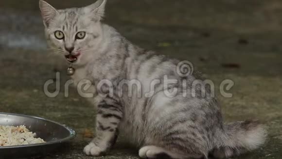 国内泰国猫喂视频的预览图