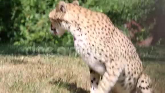 雌性猎豹坐着神情专注视频的预览图