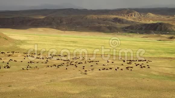 远处的牧羊人在山上放羊视频的预览图