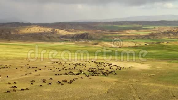 伊朗偏远农村的山羊放牧视频的预览图
