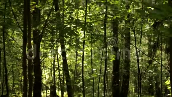 美丽的波克抽象的背景树叶中的太阳向上的运动视频的预览图