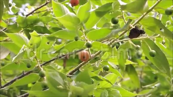 美丽的红果卡普林或牙买加樱桃在温暖的春风中摇摆视频的预览图