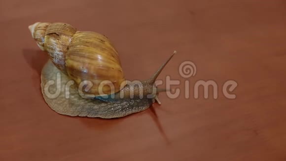 一只阿哈蒂娜蜗牛视频的预览图