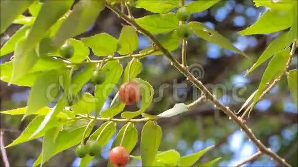 美丽的红果卡普林或牙买加樱桃在温暖的春风中摇摆视频的预览图