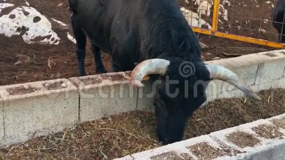 西班牙黑牛在马厩吃草视频的预览图