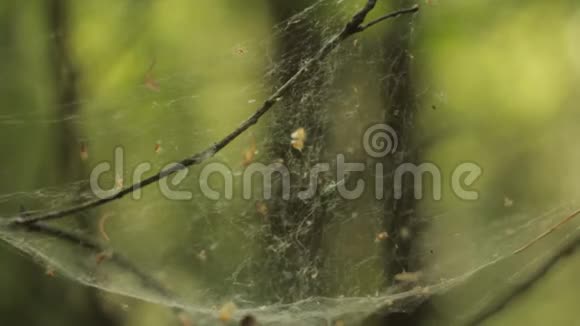 绿色背景下干枝上的蛛网视频的预览图