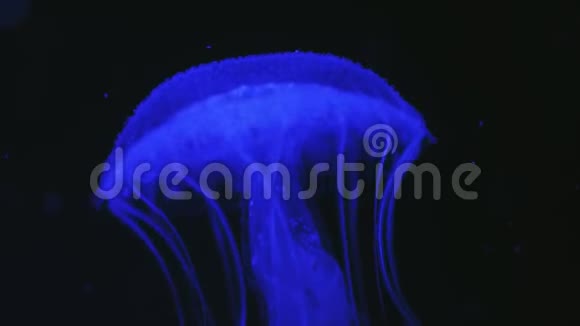 马来西亚沙氏水母人工蓝光视频的预览图