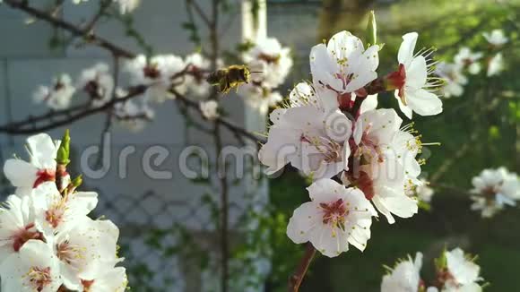 雄蜂在树上的花上采蜜视频的预览图