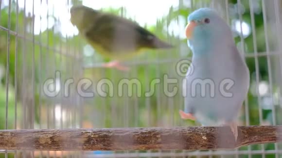 两只笼子里的小鹦鹉视频的预览图