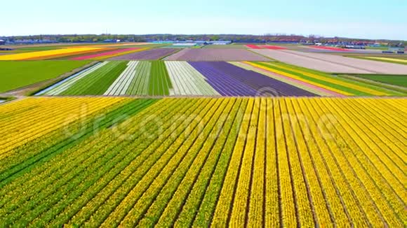 荷兰盛开的郁金香花田的空中楼阁视频的预览图