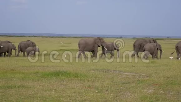 野生非洲大象穿过保护区的牧场的大草原视频的预览图