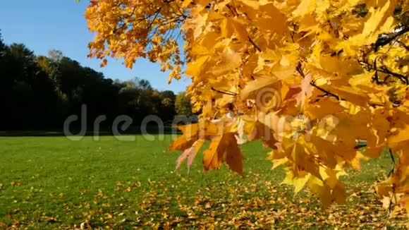 在一个阳光明媚的秋日枫树枝和橙黄色的叶子在风中摇曳视频的预览图
