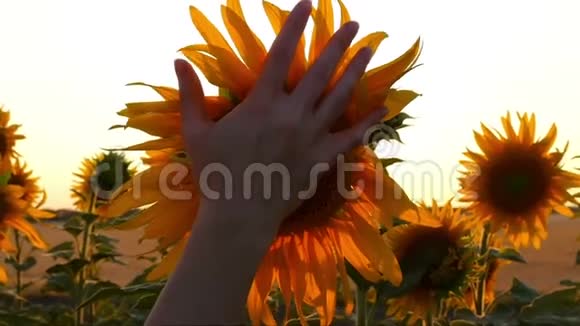 一个女孩夕阳背景下她的手在田野里摸向日葵特写镜头视频的预览图