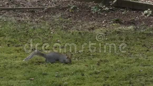 松鼠在草地上寻找食物视频的预览图