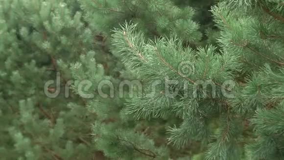 幼树枝条的俯视图松枝带绿针视频的预览图