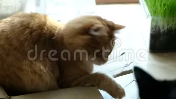 姜猫保护他的纸板箱视频的预览图