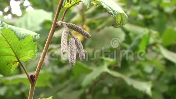 常见的榛子柳絮春天里一片榛树林的嫩绿的嫩叶近了视频的预览图