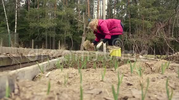菜园里的一位女农民种大蒜视频的预览图