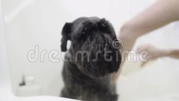 新郎在美容狗沙龙里洗可爱的黑色小狗专业的动物美容师照顾动物视频的预览图