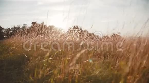 阳光下金色草地的动人景色闪烁视频的预览图