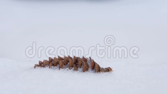 云杉锥在冬天的雪地里视频的预览图