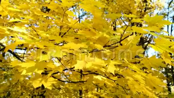 黄秋叶在树枝上随风静静地摇摆视频的预览图
