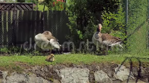 两只成年鸭子正在清理它们的羽毛它们站在绿草上小鸭子在附近休息视频的预览图