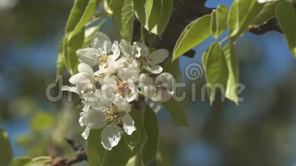 春天盛开的蜜蜂采集花粉视频的预览图