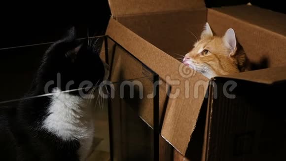 有趣的猫坐在盒子和水族馆里用它们的爪子打架动作缓慢视频的预览图