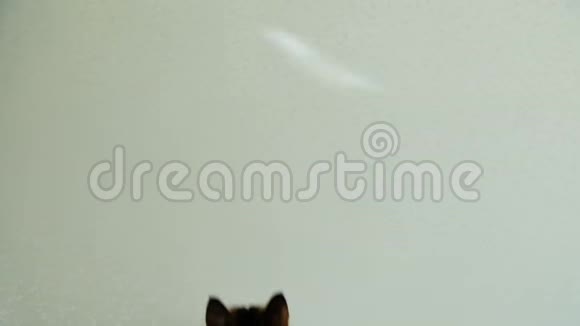 猫在墙上捉到一只阳光明媚的兔子宠物在光束后面跳得很慢视频的预览图