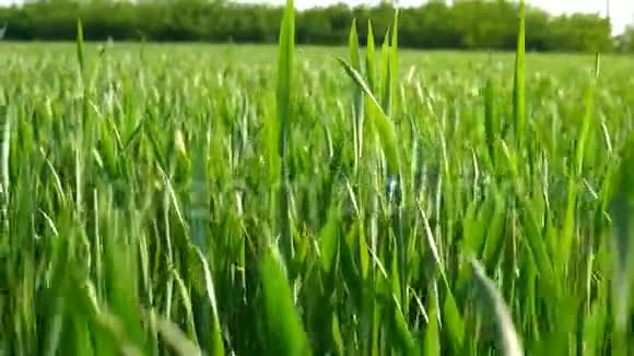 天然绿野的幼麦迎风吹视频的预览图
