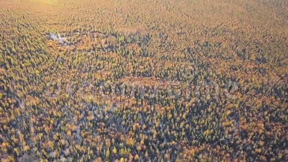 黄冬林带雪寒冷天气中的彩色落叶乔木高空俯视图视频的预览图