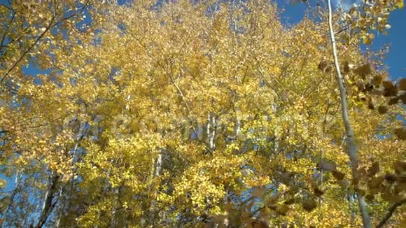 秋日白杨树Nicola谷多乐射4KUHD视频的预览图