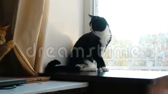 猫在打架红色宠物玩黑色猫的尾巴滑稽地挥动爪子视频的预览图