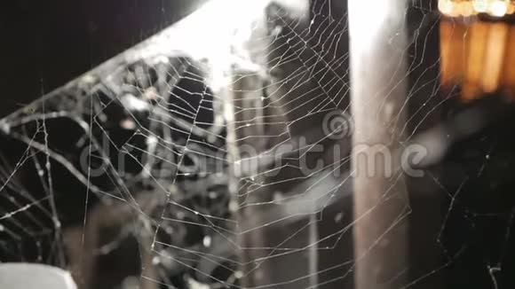 晚上蜘蛛网上的蜘蛛视频的预览图