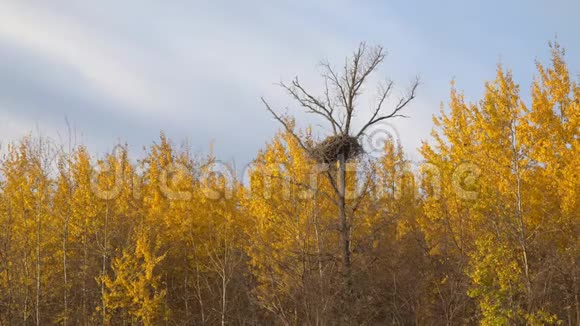 在枯树上的一个黄色叶子的大巢视频的预览图