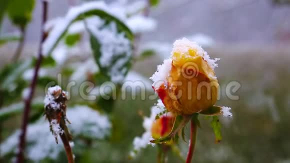 黄色的玫瑰和降雪视频的预览图
