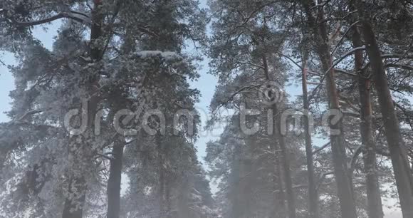 雾中的冬松林视频的预览图