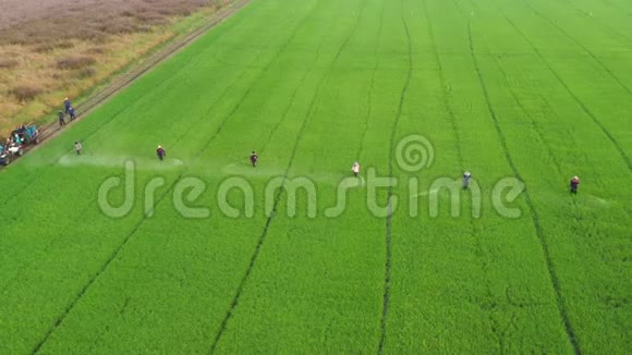 泰国农民在农业地区喷洒杀虫剂视频的预览图
