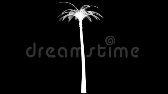 棕榈树的轮廓旋转视频的预览图