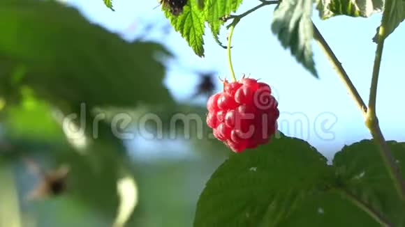 刮风的日子里熟透的红树莓树枝在风中摇曳视频的预览图